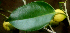  (Ficus Espinoza5712 - BioBot01855)  @11 [ ] CreativeCommons - Attribution Non-Commercial Share-Alike (2010) Daniel H. Janzen Guanacaste Dry Forest Conservation Fund