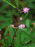  (Mimosa xanthocentra - BioBot01919)  @11 [ ] CreativeCommons - Attribution Non-Commercial Share-Alike (2010) Daniel H. Janzen Guanacaste Dry Forest Conservation Fund