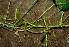  ( - BioBot01928)  @11 [ ] CreativeCommons - Attribution Non-Commercial Share-Alike (2010) Daniel H. Janzen Guanacaste Dry Forest Conservation Fund