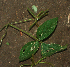  ( - BioBot01929)  @11 [ ] CreativeCommons - Attribution Non-Commercial Share-Alike (2010) Daniel H. Janzen Guanacaste Dry Forest Conservation Fund