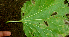  (Asteraceae Espinoza5721 - BioBot01933)  @13 [ ] CreativeCommons - Attribution Non-Commercial Share-Alike (2010) Daniel H. Janzen Guanacaste Dry Forest Conservation Fund