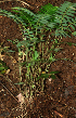  ( - BioBot01955)  @11 [ ] CreativeCommons - Attribution Non-Commercial Share-Alike (2010) Daniel H. Janzen Guanacaste Dry Forest Conservation Fund