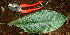  ( - BioBot01957)  @11 [ ] CreativeCommons - Attribution Non-Commercial Share-Alike (2010) Daniel H. Janzen Guanacaste Dry Forest Conservation Fund