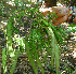  ( - BioBot01979)  @11 [ ] CreativeCommons - Attribution Non-Commercial Share-Alike (2010) Daniel H. Janzen Guanacaste Dry Forest Conservation Fund