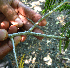  ( - BioBot01979)  @11 [ ] CreativeCommons - Attribution Non-Commercial Share-Alike (2010) Daniel H. Janzen Guanacaste Dry Forest Conservation Fund