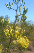  (Agave seemanniana - BioBot01988)  @11 [ ] CreativeCommons - Attribution Non-Commercial Share-Alike (2010) Daniel H. Janzen Guanacaste Dry Forest Conservation Fund