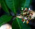  ( - BioBot01991)  @11 [ ] CreativeCommons - Attribution Non-Commercial Share-Alike (2010) Daniel H. Janzen Guanacaste Dry Forest Conservation Fund