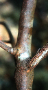  ( - BioBot01992)  @11 [ ] CreativeCommons - Attribution Non-Commercial Share-Alike (2010) Daniel H. Janzen Guanacaste Dry Forest Conservation Fund