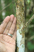  ( - BioBot02257)  @11 [ ] CreativeCommons - Attribution Non-Commercial Share-Alike (2010) Daniel H. Janzen Guanacaste Dry Forest Conservation Fund