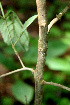  ( - BioBot02258)  @11 [ ] CreativeCommons - Attribution Non-Commercial Share-Alike (2010) Daniel H. Janzen Guanacaste Dry Forest Conservation Fund