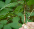  ( - BioBot02258)  @11 [ ] CreativeCommons - Attribution Non-Commercial Share-Alike (2010) Daniel H. Janzen Guanacaste Dry Forest Conservation Fund