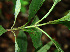  ( - BioBot02259)  @11 [ ] CreativeCommons - Attribution Non-Commercial Share-Alike (2010) Daniel H. Janzen Guanacaste Dry Forest Conservation Fund