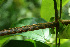  (Arrabidaea Espinoza5740 - BioBot02278)  @11 [ ] CreativeCommons - Attribution Non-Commercial Share-Alike (2010) Daniel H. Janzen Guanacaste Dry Forest Conservation Fund