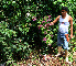  ( - BioBot02279)  @11 [ ] CreativeCommons - Attribution Non-Commercial Share-Alike (2010) Daniel H. Janzen Guanacaste Dry Forest Conservation Fund