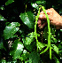  ( - BioBot02279)  @11 [ ] CreativeCommons - Attribution Non-Commercial Share-Alike (2010) Daniel H. Janzen Guanacaste Dry Forest Conservation Fund