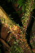  ( - BioBot02287)  @11 [ ] CreativeCommons - Attribution Non-Commercial Share-Alike (2010) Daniel H. Janzen Guanacaste Dry Forest Conservation Fund