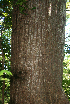  ( - BioBot02321)  @11 [ ] CreativeCommons - Attribution Non-Commercial Share-Alike (2010) Daniel H. Janzen Guanacaste Dry Forest Conservation Fund