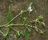  ( - BioBot02328)  @11 [ ] CreativeCommons - Attribution Non-Commercial Share-Alike (2010) Daniel H. Janzen Guanacaste Dry Forest Conservation Fund