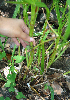  (Scleria setolosociliata - BioBot02332)  @11 [ ] CreativeCommons - Attribution Non-Commercial Share-Alike (2010) Daniel H. Janzen Guanacaste Dry Forest Conservation Fund