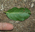  ( - BioBot02333)  @11 [ ] CreativeCommons - Attribution Non-Commercial Share-Alike (2010) Daniel H. Janzen Guanacaste Dry Forest Conservation Fund