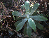  (Agave wercklei - BioBot02342)  @11 [ ] CreativeCommons - Attribution Non-Commercial Share-Alike (2010) Daniel H. Janzen Guanacaste Dry Forest Conservation Fund