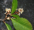  ( - BioBot02351)  @11 [ ] CreativeCommons - Attribution Non-Commercial Share-Alike (2010) Daniel H. Janzen Guanacaste Dry Forest Conservation Fund