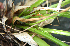  ( - BioBot02355)  @11 [ ] CreativeCommons - Attribution Non-Commercial Share-Alike (2010) Daniel H. Janzen Guanacaste Dry Forest Conservation Fund