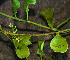  ( - BioBot02370)  @11 [ ] CreativeCommons - Attribution Non-Commercial Share-Alike (2010) Daniel H. Janzen Guanacaste Dry Forest Conservation Fund