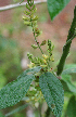  (Rhynchosia calycosa - BioBot02381)  @11 [ ] CreativeCommons - Attribution Non-Commercial Share-Alike (2010) Daniel H. Janzen Guanacaste Dry Forest Conservation Fund