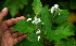  ( - BioBot02391)  @11 [ ] CreativeCommons - Attribution Non-Commercial Share-Alike (2010) Daniel H. Janzen Guanacaste Dry Forest Conservation Fund