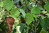  (Cissampelos tropaeolifolia - BioBot02392)  @11 [ ] CreativeCommons - Attribution Non-Commercial Share-Alike (2010) Daniel H. Janzen Guanacaste Dry Forest Conservation Fund