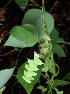  (Cissampelos tropaeolifolia - BioBot02392)  @11 [ ] CreativeCommons - Attribution Non-Commercial Share-Alike (2010) Daniel H. Janzen Guanacaste Dry Forest Conservation Fund