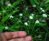  ( - BioBot02413)  @11 [ ] CreativeCommons - Attribution Non-Commercial Share-Alike (2010) Daniel H. Janzen Guanacaste Dry Forest Conservation Fund