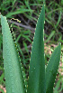  ( - BioBot02416)  @11 [ ] CreativeCommons - Attribution Non-Commercial Share-Alike (2010) Daniel H. Janzen Guanacaste Dry Forest Conservation Fund