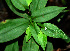  (Tradescantia Espinoza5753 - BioBot02422)  @11 [ ] CreativeCommons - Attribution Non-Commercial Share-Alike (2010) Daniel H. Janzen Guanacaste Dry Forest Conservation Fund