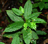  ( - BioBot02422)  @11 [ ] CreativeCommons - Attribution Non-Commercial Share-Alike (2010) Daniel H. Janzen Guanacaste Dry Forest Conservation Fund