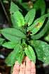  ( - BioBot02424)  @11 [ ] CreativeCommons - Attribution Non-Commercial Share-Alike (2010) Daniel H. Janzen Guanacaste Dry Forest Conservation Fund