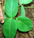  ( - BioBot02434)  @11 [ ] CreativeCommons - Attribution Non-Commercial Share-Alike (2010) Daniel H. Janzen Guanacaste Dry Forest Conservation Fund