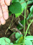  ( - BioBot02435)  @11 [ ] CreativeCommons - Attribution Non-Commercial Share-Alike (2010) Daniel H. Janzen Guanacaste Dry Forest Conservation Fund