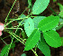  ( - BioBot02435)  @11 [ ] CreativeCommons - Attribution Non-Commercial Share-Alike (2010) Daniel H. Janzen Guanacaste Dry Forest Conservation Fund