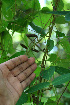  ( - BioBot02436)  @11 [ ] CreativeCommons - Attribution Non-Commercial Share-Alike (2010) Daniel H. Janzen Guanacaste Dry Forest Conservation Fund