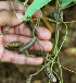  ( - BioBot02436)  @11 [ ] CreativeCommons - Attribution Non-Commercial Share-Alike (2010) Daniel H. Janzen Guanacaste Dry Forest Conservation Fund