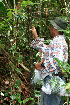  ( - BioBot02443)  @11 [ ] CreativeCommons - Attribution Non-Commercial Share-Alike (2010) Daniel H. Janzen Guanacaste Dry Forest Conservation Fund