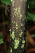  ( - BioBot02443)  @11 [ ] CreativeCommons - Attribution Non-Commercial Share-Alike (2010) Daniel H. Janzen Guanacaste Dry Forest Conservation Fund