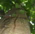  ( - BioBot02444)  @11 [ ] CreativeCommons - Attribution Non-Commercial Share-Alike (2010) Daniel H. Janzen Guanacaste Dry Forest Conservation Fund