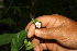  ( - BioBot05033)  @11 [ ] CreativeCommons - Attribution Non-Commercial Share-Alike (2010) Daniel H. Janzen Guanacaste Dry Forest Conservation Fund