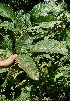  (Inga spectabilis - BioBot05047)  @11 [ ] CreativeCommons - Attribution Non-Commercial Share-Alike (2010) Daniel H. Janzen Guanacaste Dry Forest Conservation Fund