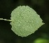  (Peltaea ovata - BioBot05054)  @11 [ ] CreativeCommons - Attribution Non-Commercial Share-Alike (2010) Daniel H. Janzen Guanacaste Dry Forest Conservation Fund