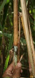  ( - BioBot05072)  @11 [ ] CreativeCommons - Attribution Non-Commercial Share-Alike (2010) Daniel H. Janzen Guanacaste Dry Forest Conservation Fund