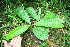  ( - BioBot05092)  @11 [ ] CreativeCommons - Attribution Non-Commercial Share-Alike (2010) Daniel H. Janzen Guanacaste Dry Forest Conservation Fund